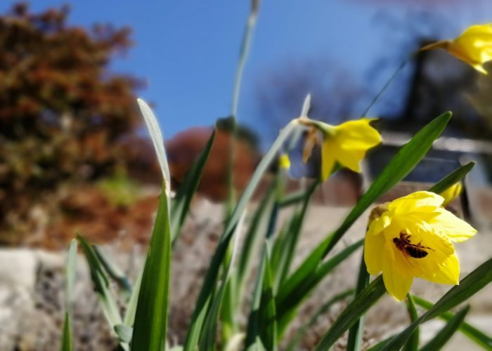 der Frühling hält Einzug